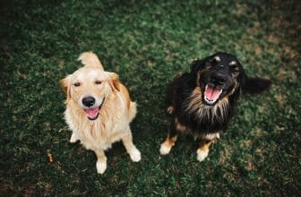 Hundförsäkring på hundar
